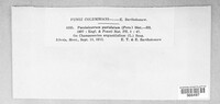 Pucciniastrum epilobii image